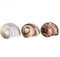 Hermit Crab Shells Turbo Shells 1 Brown, 1 Banded, & 1 White Pearlized Shell
